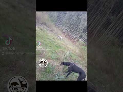 caza de jabali 🇺🇾 río negro young