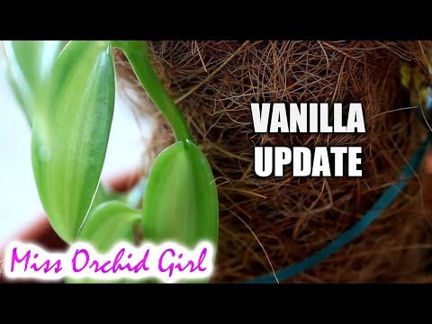Vanilla Orchid update - Growing strong!