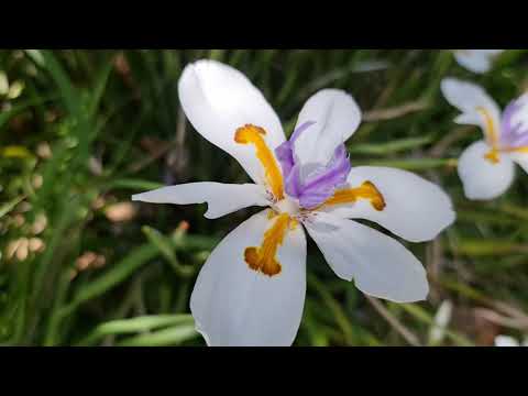 Cognitive Fusion - The Link Between Our Thoughts, Reality and the Truth