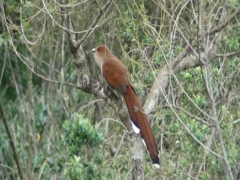 download lagu mp3 mp4 Alma De Gato, download lagu Alma De Gato gratis, unduh video klip Alma De Gato