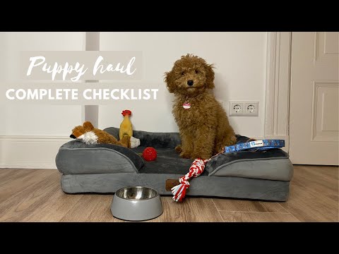 12 things you’ll need for your first puppy | Toy Poodle Lotti