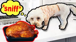 LEAVING MY DOG ALONE with a WHOLE CHICKEN!!