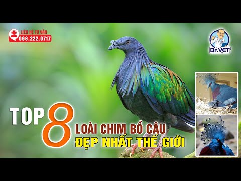 , title : 'Top 8 loài chim bồ câu đẹp và độc đáo nhất thế giới | Khám phá thế giới | Dr.Vet'