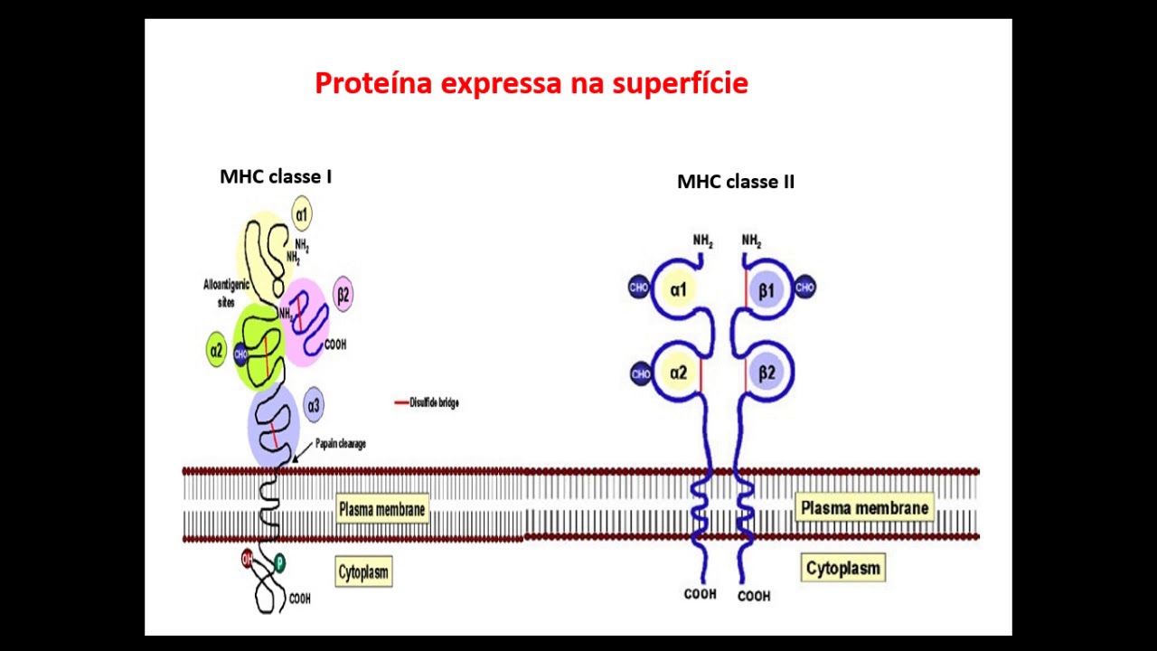 Complexo Principal de Histocompatibilidade (MHC) e Apresentação de Antígenos