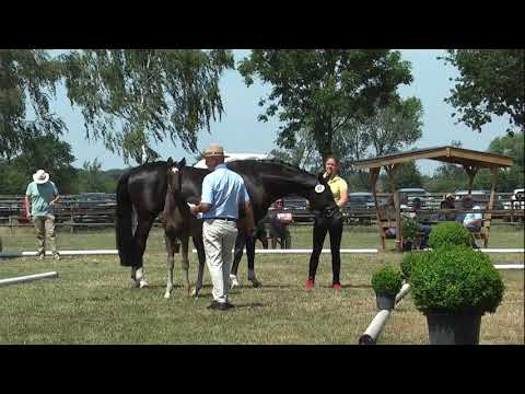 Sudweyher Fohlenschau 2019 - Kat.-Nr. 47