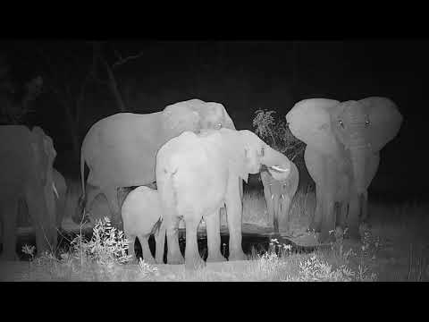 Djuma: Elephant herd getting night time drink at the pan - 21:48 - 08/11/20