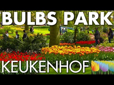 Worldfamous bulbs park Keukenhof - Holland Holiday