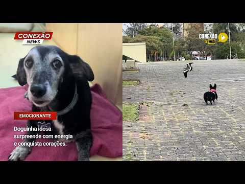 Vídeo: Doguinha idosa surpreende com energia e conquista corações.