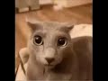 Eek But Every Eek Is Replaced With Ahh