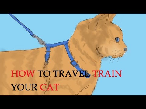 How to Travel Train Your Cat