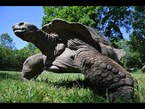 Riesenschildkröten HUGO 1 bis 4 ziehen ins Sommerquartier ZOO Dresden
