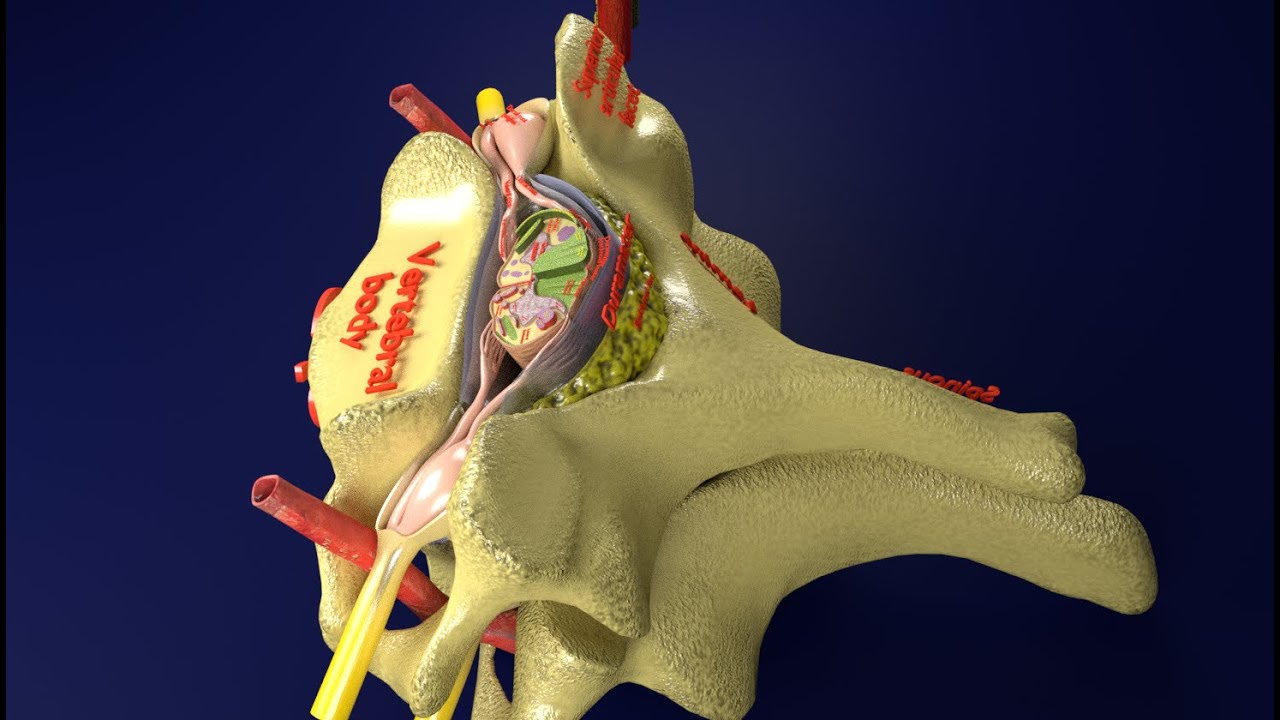 Spinal Tracts cord vertebrae labelled 3D Model