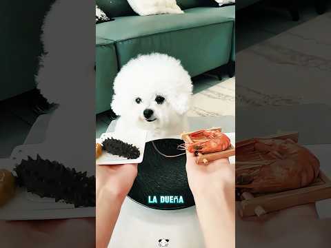 Este es un perrito delicado#funnyshorts #pets #cute #love