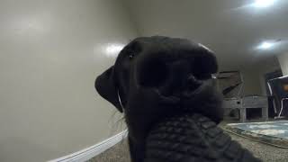 Black Lab STEALS GO PRO 6!!