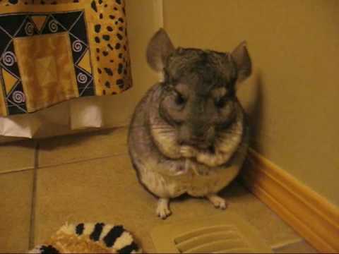 Sarka8701’s Video 37522125089 V8Nz54o5urk