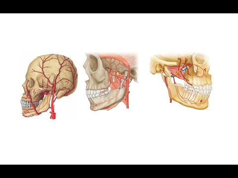 Arteria Maxillaris ve Dalları [Anatomi Teorik]
