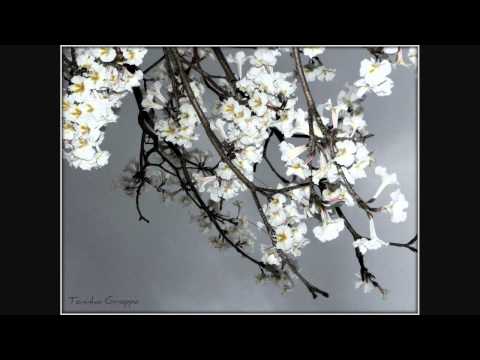 Kevin Kendle Flowers Daffodils - Album Flowers-HD