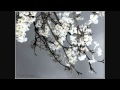 Kevin Kendle Flowers Daffodils - Album Flowers-HD