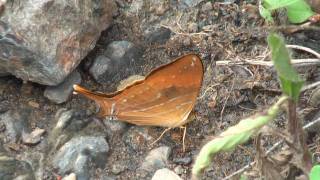 preview picture of video 'Nymphalidae Butterflies from Yungas in Bolivia part1'