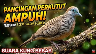 Download lagu Perkutut Lokal Gacor Suara Kung Besar Pancingan Burung Perkutut Agar Bunyi. mp3