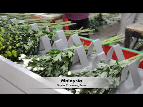 Flower Processing Lines