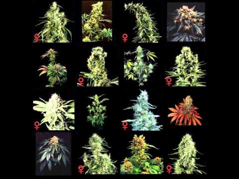 Chronicle - RIP Groove Remix - 4x4