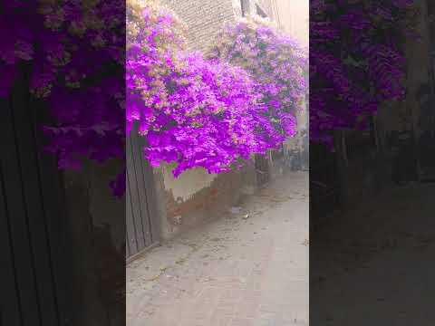 #music #remix #newsong #sharjeel shahzada 123