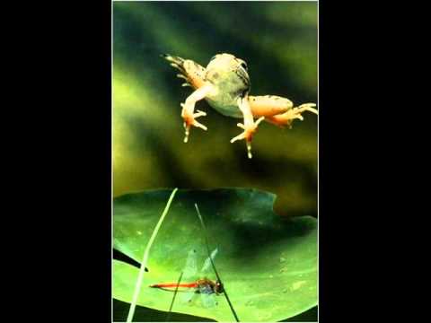 chaabi lotfi music.wmv