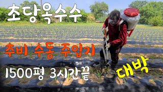수동 비료 살포기 가성비 짱 초당옥수수 nk비료 추비 1500평 3시간 끝. 고추.김장배추 추비 fertil…