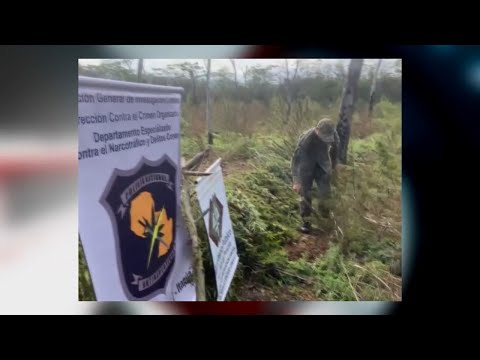 Allanan propiedad rural en Mayor Otaño y destruyen 10 hectáreas de marihuana
