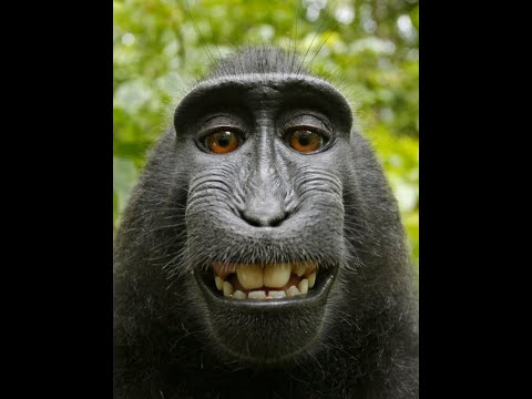 ARCTIC CHONK - SHADOWS (NASUM COVER)