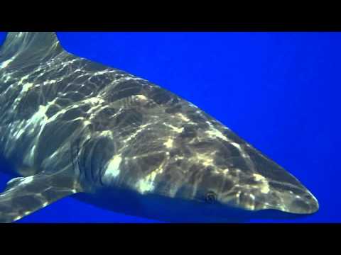 Oceanic Whitetip Shark Close Encounter