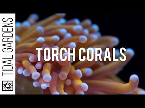 , title : 'Torch Coral Care Tips'