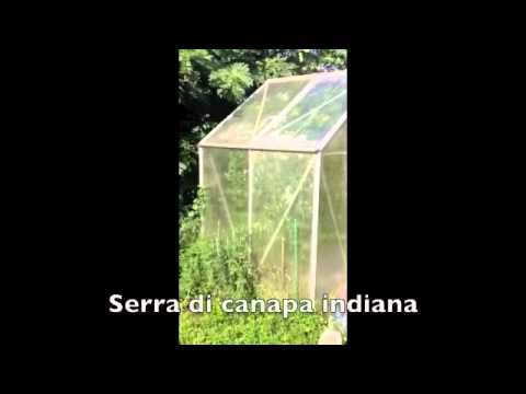 Sequestro di canapa a Cajello di Gallarate