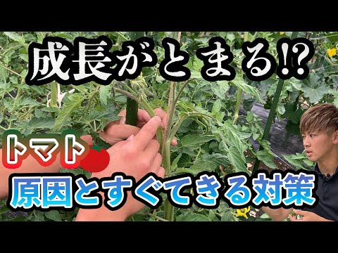 発芽しない種を発芽させる方法