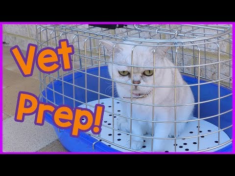How to Prepare for a Vet Visit! Preparing Your Cat for the Vets!