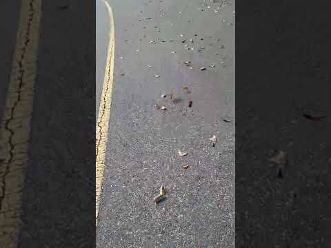 가을이네요ㅎ디월트 송풍기 DCMBL562N 20V XR