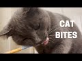 Gray Cat Bites The Pencil