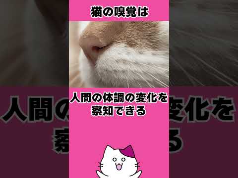 なぜ猫は私たちの鼻の匂いを嗅ぐのでしょうか?