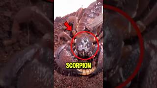 Download lagu Scorpions That Can Ruin Your Life in Seconds #shorts mp3
