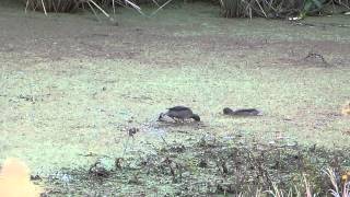 preview picture of video 'Patos Barcinos (Anas flavirostris) en el valle del río Mocoretá. Algo nerviosos por observadores'