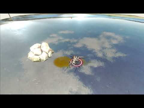 ARBS Giant Stag Beetle VS Swarm Bug