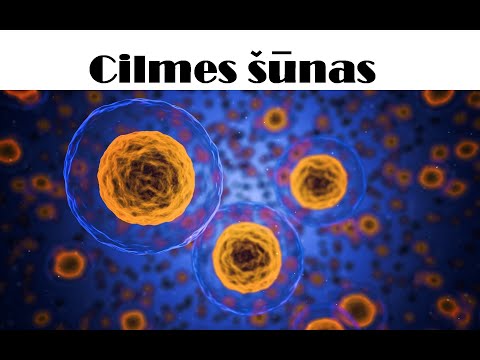 Cilmes šūnas