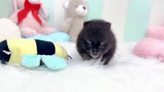 ハーフ犬の動画01