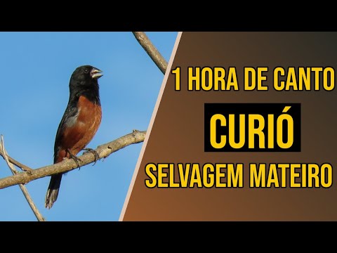 download lagu mp3 mp4 Canto De Curio Selvagem, download lagu Canto De Curio Selvagem gratis, unduh video klip Canto De Curio Selvagem