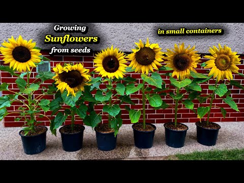Growing Sunflowers from Seed to Harvest - Step by Step in small Containers