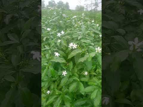 star flower plant beautiful flower