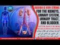 RUQYAH FOR THE KIDNEYS URINARY SYSTEM URINARY TRACT BLADDER INSHA ALLAH YOU WILL BE RELIEVED