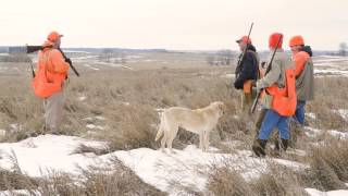 Sweet Point's Setter Tales (S1, E5)