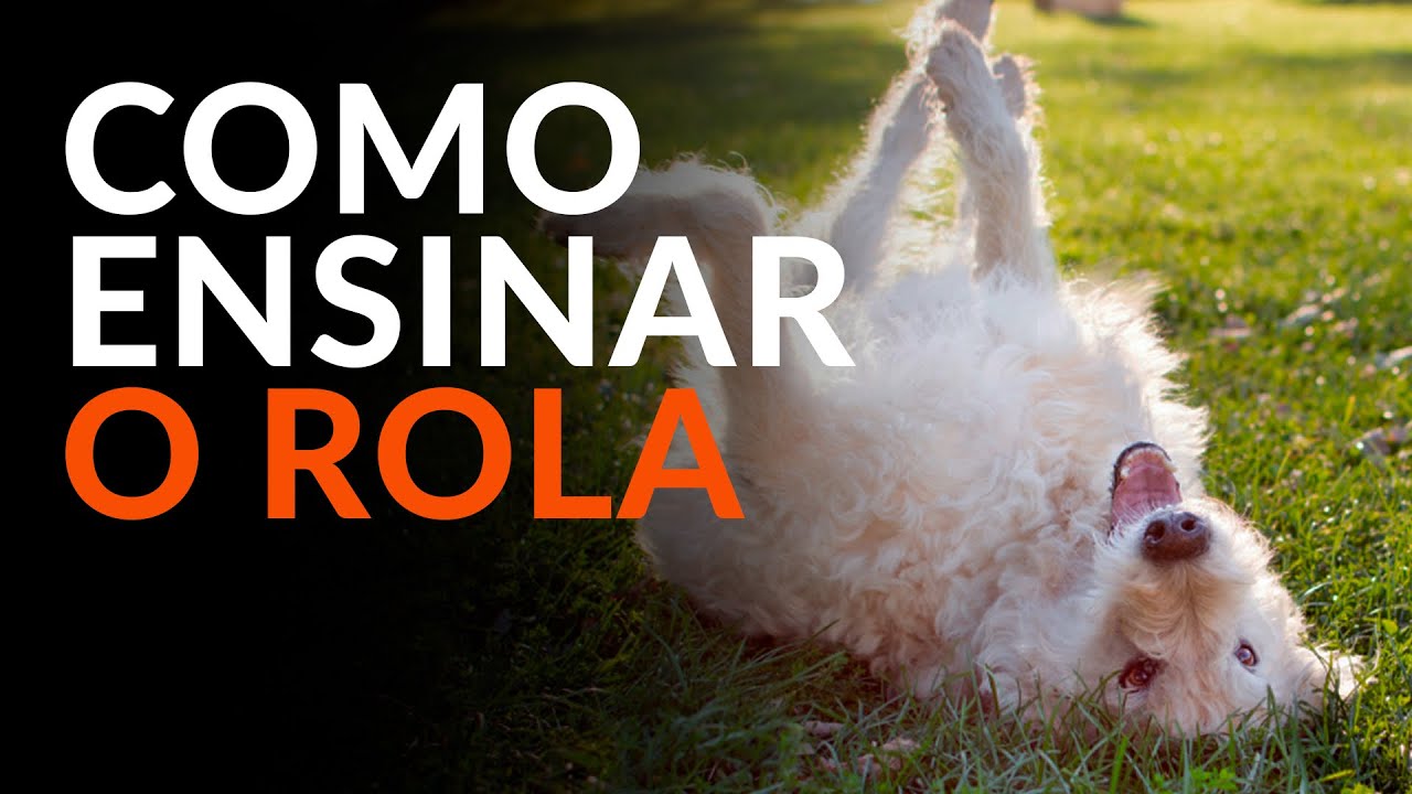 Como ensinar o COMANDO de ROLAR para seu cachorro? | Adestramento Online | Cão Guardião